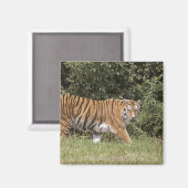 Aimant Bedfordshire, Angleterre 2 (Recto/Verso)