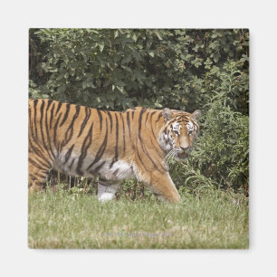 Aimant Bedfordshire, Angleterre 2