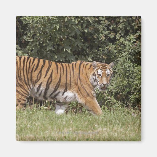 Aimant Bedfordshire, Angleterre 2 (Devant)