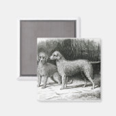 Aimant Bedlington Terriers- M. F. Armstrong (Recto/Verso)