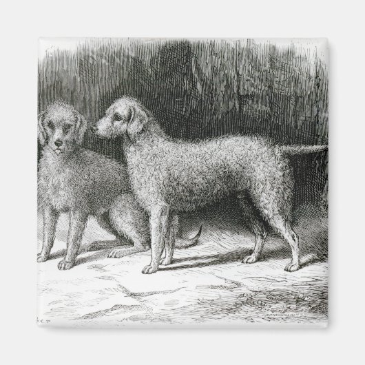 Aimant Bedlington Terriers- M. F. Armstrong (Devant)