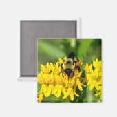 Aimant Bee Feasting on Butterfly Weed Wildflowers (Recto/Verso)