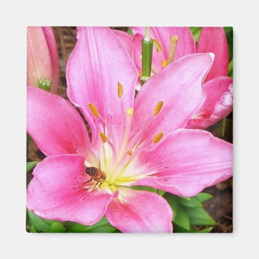 Aimant Bee in a Lilly (Devant)