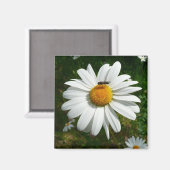 Aimant Bee on Daisy Alaskan Summer Nature (Recto/Verso)