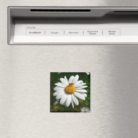 Aimant Bee on Daisy Alaskan Summer Nature (In Situ (Lave-vaisselle))