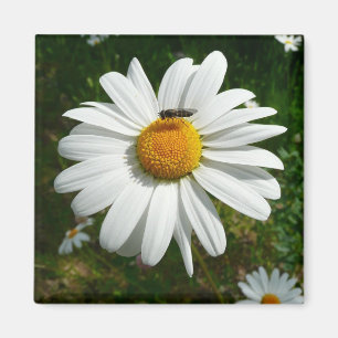 Aimant Bee on Daisy Alaskan Summer Nature
