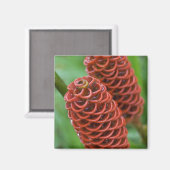 Aimant Beehive Ginger, Zingiber (spéctabile), (Recto/Verso)