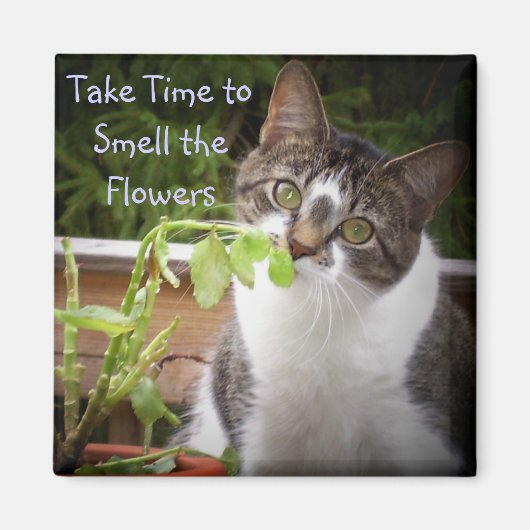 AIMANT BELLA (Devant)