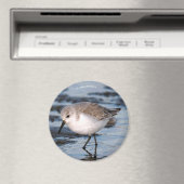 Aimant Belle Bécasseau De Sanderling Marche Les Rives D'H (In Situ (Lave-vaisselle))