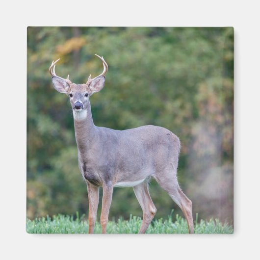Aimant Belle Buck Deer à queue blanche en champ (Devant)