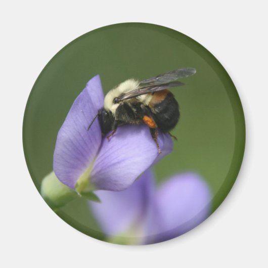 Aimant Belle Bumble Bee (Devant)