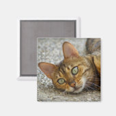 Aimant Belle Chat Bengale (Recto/Verso)