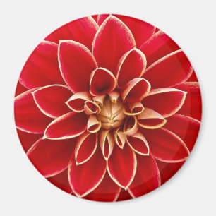 Aimant Belle Dahlia Rouge Et Jaune