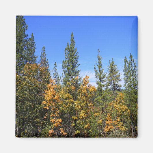 Aimant Belle Hayfork, Californie... (Devant)