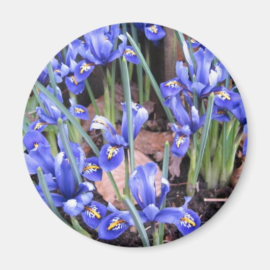 AIMANT BELLE IRIS (Devant)