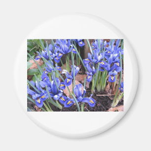 AIMANT BELLE IRIS