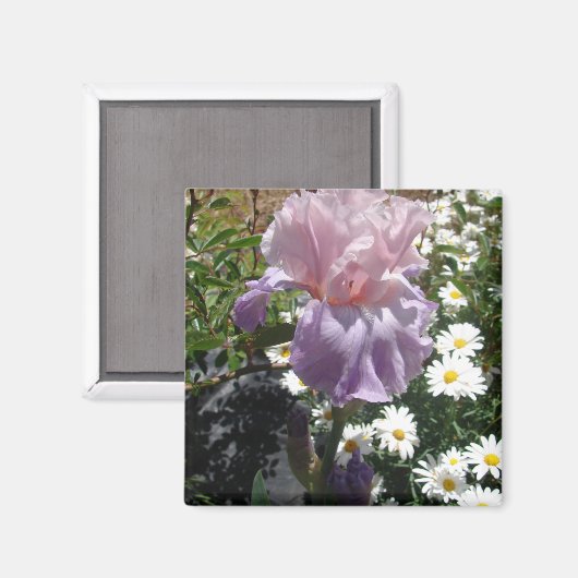 Aimant Belle Iris Fleur violet Fleur Photo (Recto/Verso)