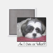 Aimant Belle Le Chien Chih Tzu (Recto/Verso)