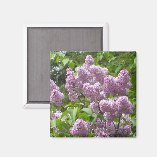 Aimant Belle Lilac Bush- (Recto/Verso)