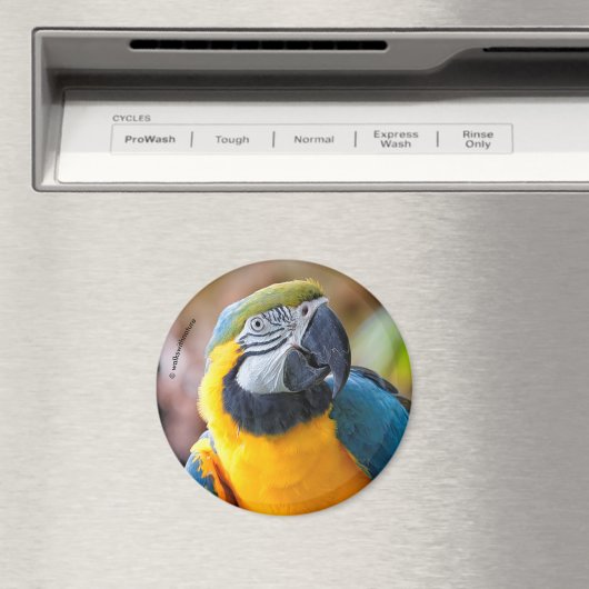 Aimant Belle Macaw Bleue et Or (In Situ (Lave-vaisselle))