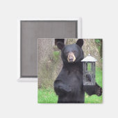 Aimant Belle Ours Noir (Recto/Verso)