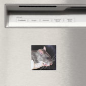 Aimant Belle peinture de rat (In Situ (Lave-vaisselle))