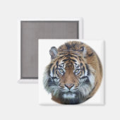 Aimant Belle photo du visage du tigre du Bengale (Recto/Verso)