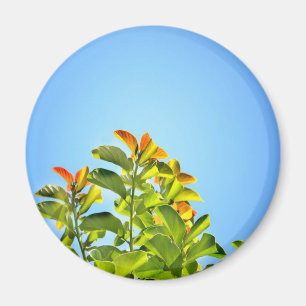 Aimant belle plante verte et orange serrée dans un écrin
