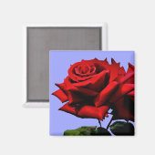 Aimant Belle Rose Rouge Nature Fleur (Recto/Verso)
