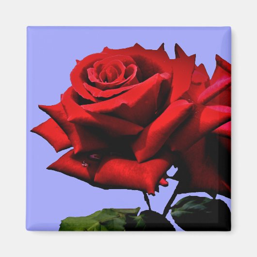 Aimant Belle Rose Rouge Nature Fleur (Devant)