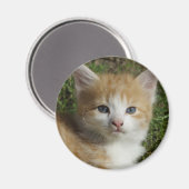Aimant Belle Tabby Kitten Orange (Recto/Verso)