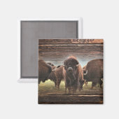 Aimant Belle Trousse De Buffalo (Recto/Verso)