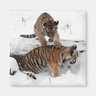 Aimant Belles cubes de tigre jouant dans la neige
