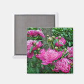 Aimant Belles fleurs de pivoines roses (Recto/Verso)