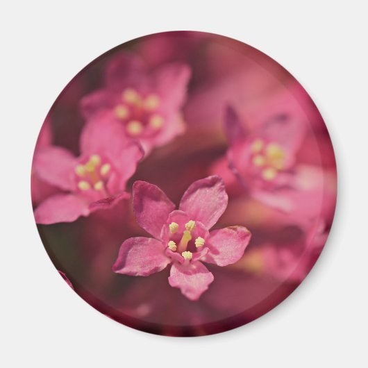 Aimant Belles Fleurs Roses (Devant)
