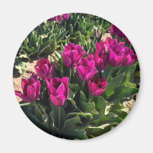 Aimant Belles tulipes