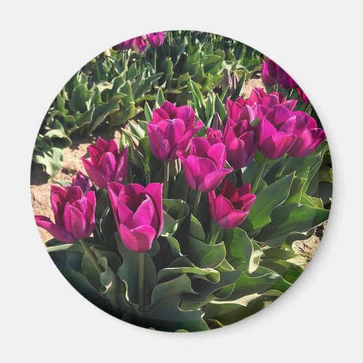 Aimant Belles tulipes (Devant)