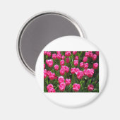 AIMANT BELLES TULIPES ROSES (Recto/Verso)