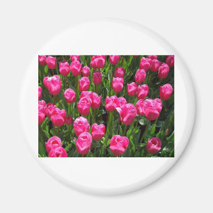 AIMANT BELLES TULIPES ROSES