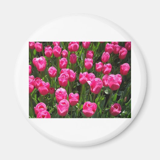 AIMANT BELLES TULIPES ROSES (Devant)
