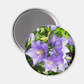 Aimant Bellfleurs (Recto/Verso)