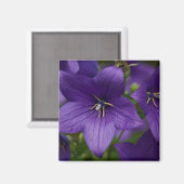 Aimant Bellflower chinoise (Recto/Verso)