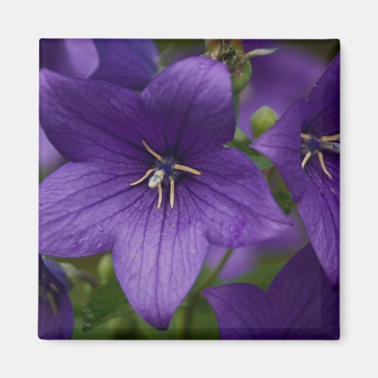 Aimant Bellflower chinoise (Devant)