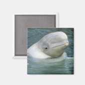 Aimant Béluga, Delphinapterus leucas) (Recto/Verso)