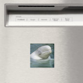 Aimant Béluga, Delphinapterus leucas) (In Situ (Lave-vaisselle))