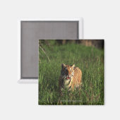 Aimant Bengale (Recto/Verso)