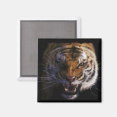 Aimant Bengale Tiger Faune Big Cat Lover Photo (Recto/Verso)