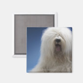 Aimant Berger (Recto/Verso)