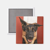 Aimant berger allemand 2 (Recto/Verso)