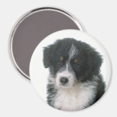 Aimant Berger Australien chiot Aussie (Recto/Verso)